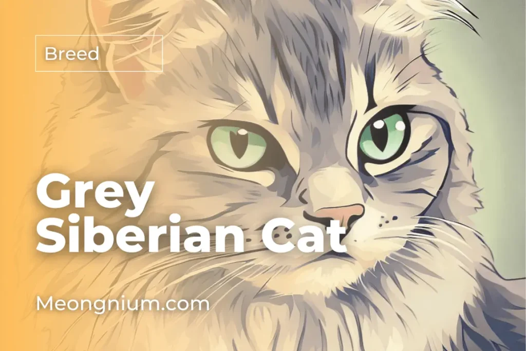 siberian cat grey