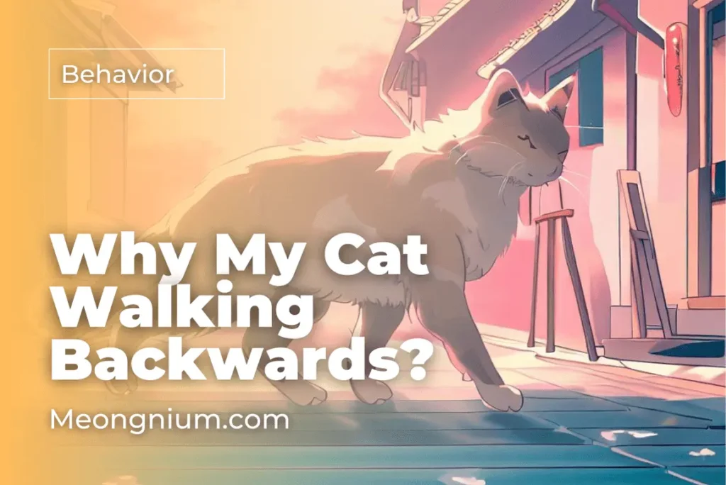 why is my cat walking backwards