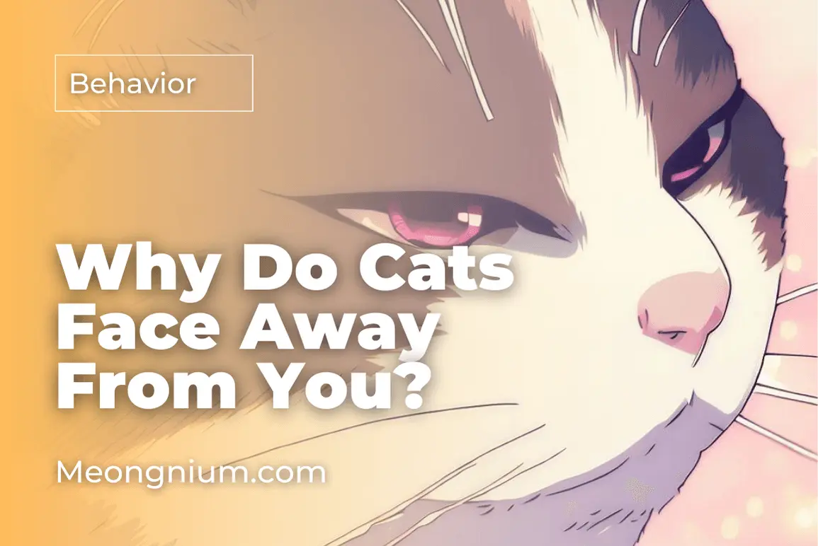 why-do-cats-face-away-from-you-top-7-reasons